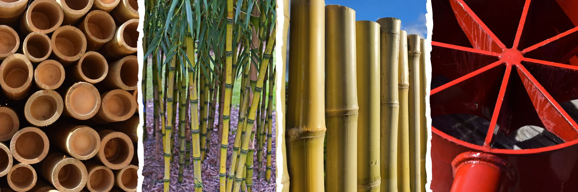 L'univers du bambou chez vous